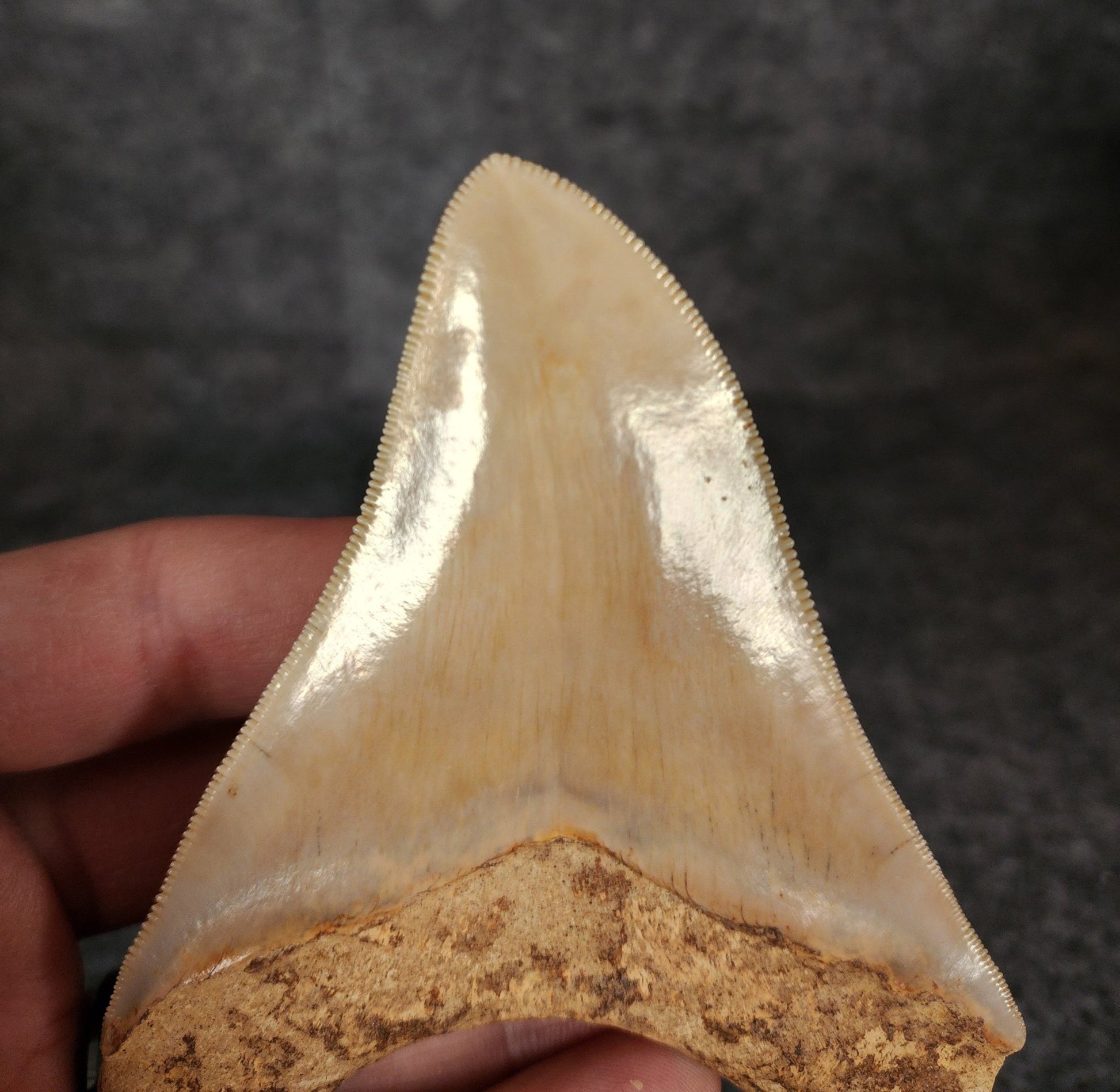 Collector Quality, 4.29" Fossil Megalodon Tooth - Indonesia - Fossil Driven
