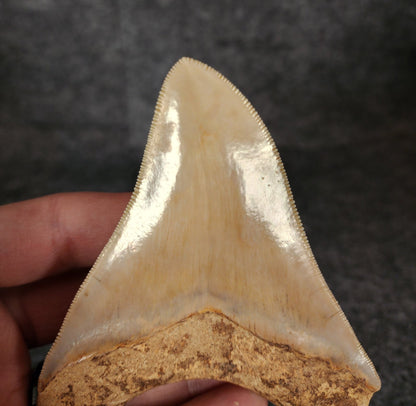 Collector Quality, 4.29" Fossil Megalodon Tooth - Indonesia - Fossil Driven