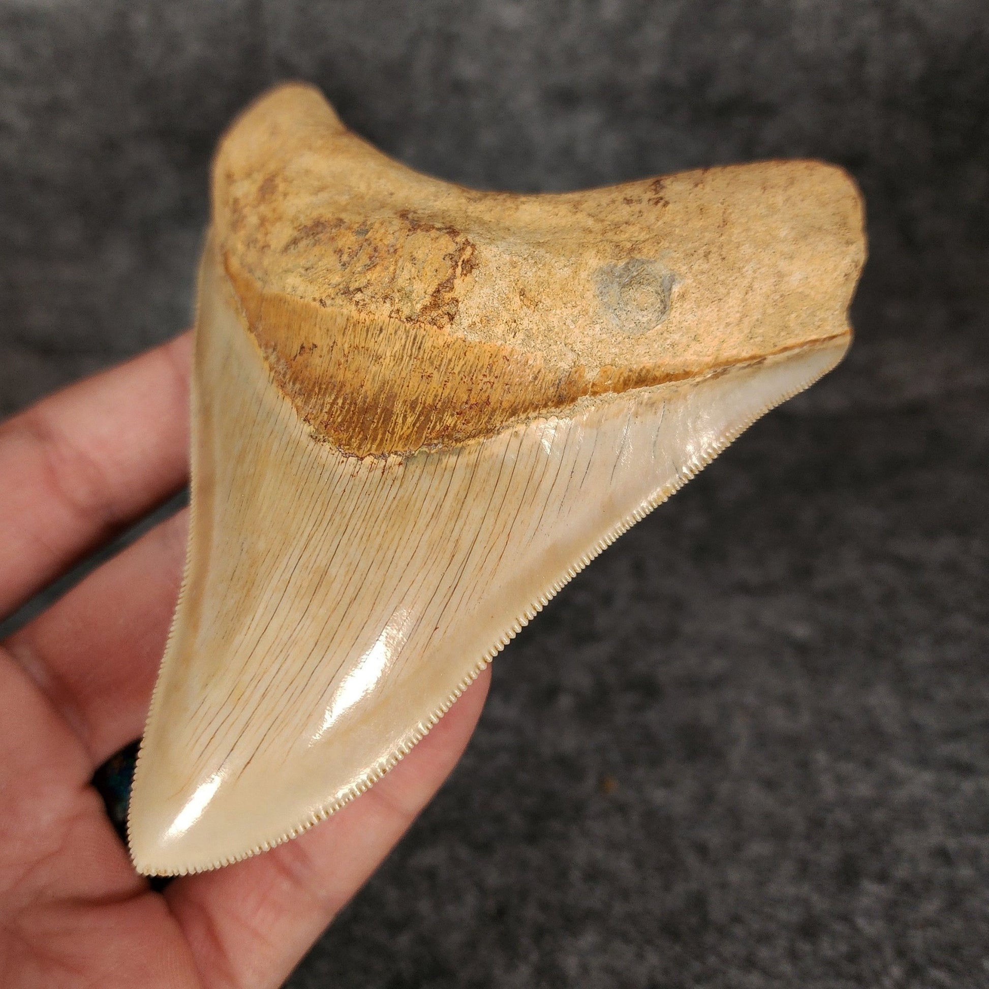 Collector Quality, 4.29" Fossil Megalodon Tooth - Indonesia - Fossil Driven