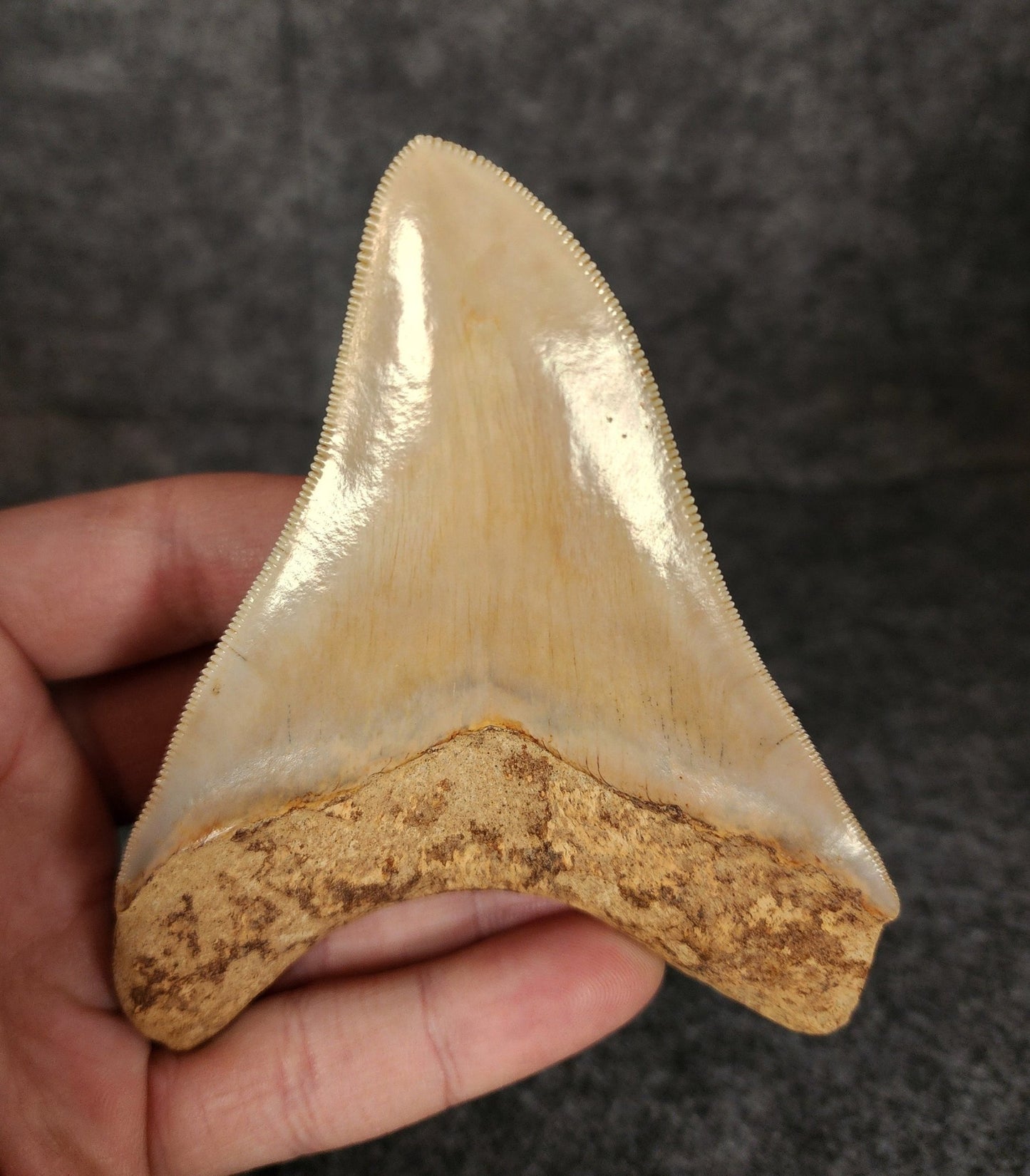 Collector Quality, 4.29" Fossil Megalodon Tooth - Indonesia - Fossil Driven