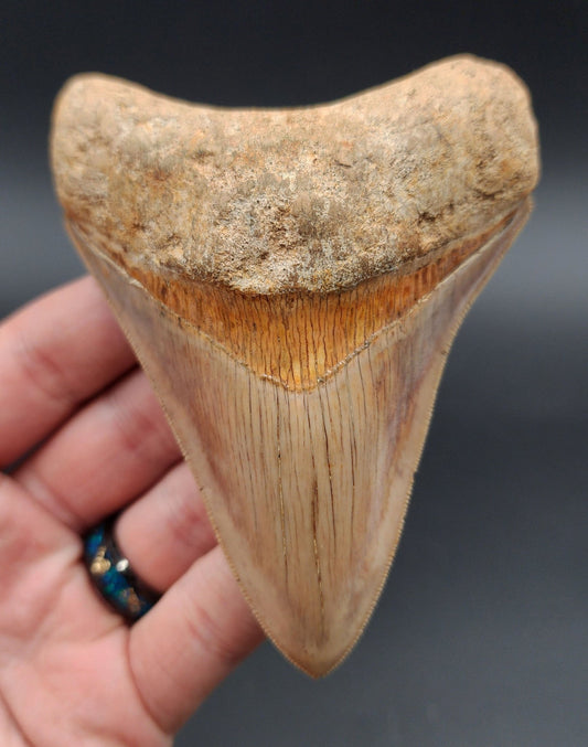 Collector Quality, 4.33" Fossil Megalodon Tooth - Indonesia - Fossil Driven