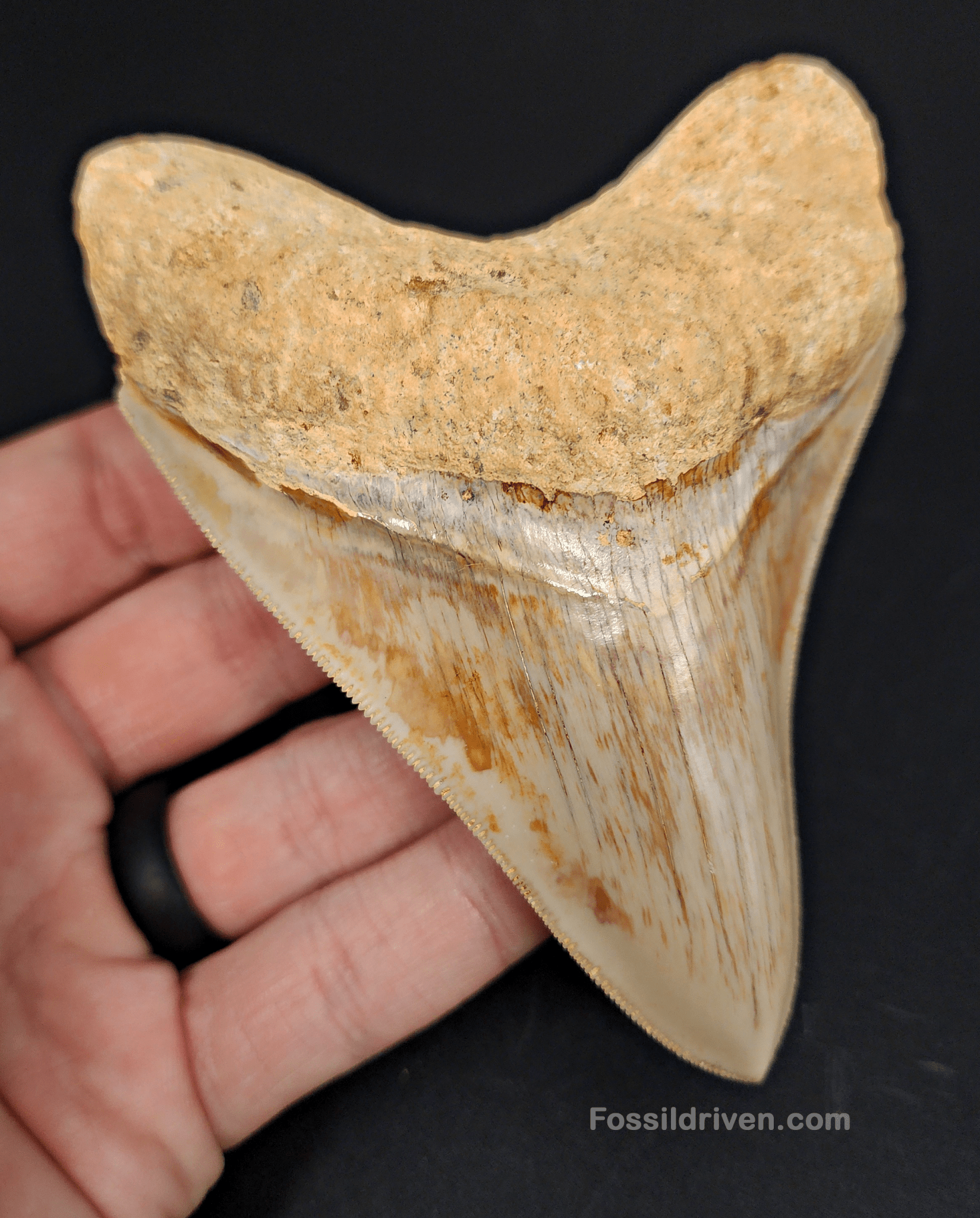 Collector Quality, 4.47" Fossil Megalodon Tooth - Indonesia - Fossil Driven