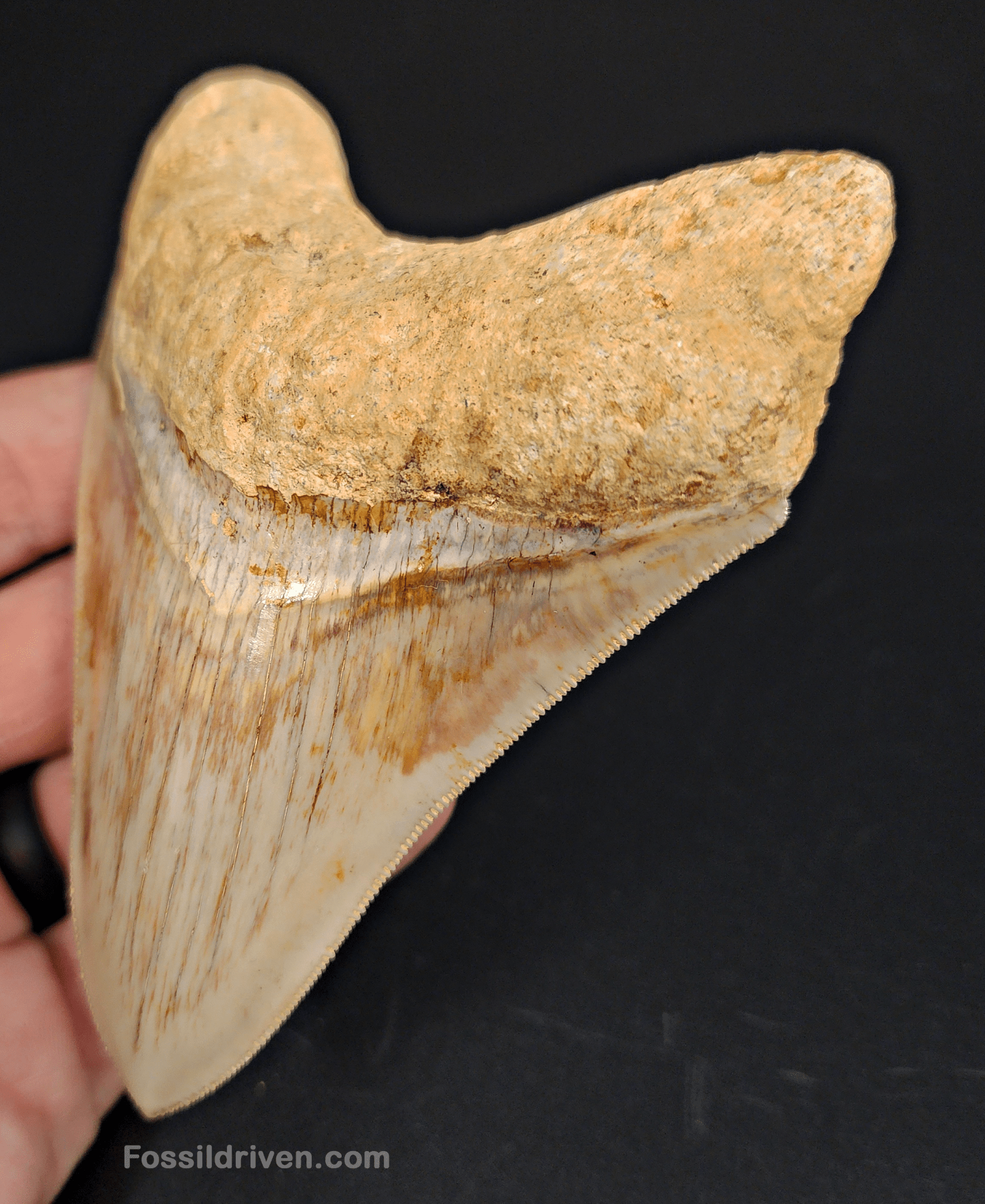 Collector Quality, 4.47" Fossil Megalodon Tooth - Indonesia - Fossil Driven