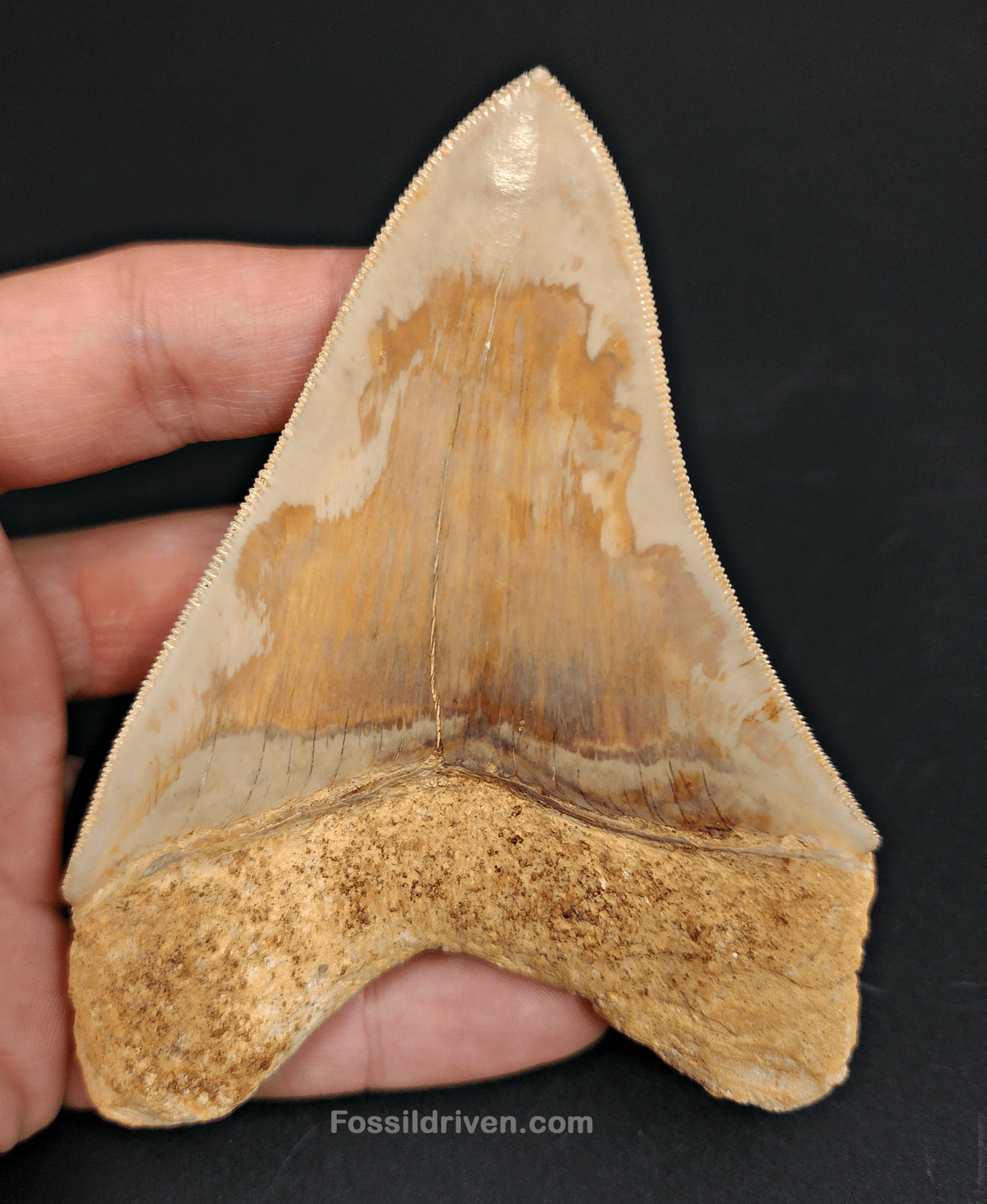 Collector Quality, 4.47" Fossil Megalodon Tooth - Indonesia - Fossil Driven