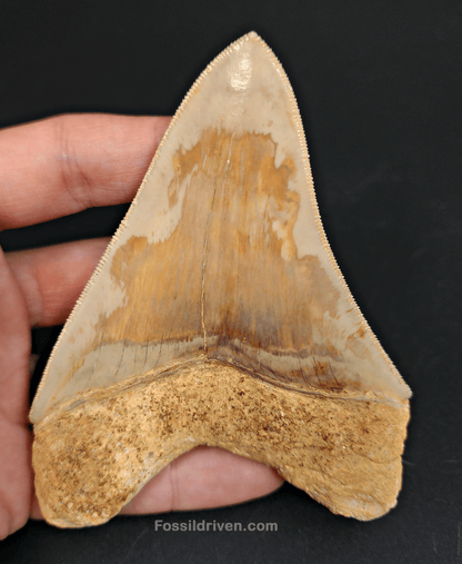 Collector Quality, 4.47" Fossil Megalodon Tooth - Indonesia - Fossil Driven