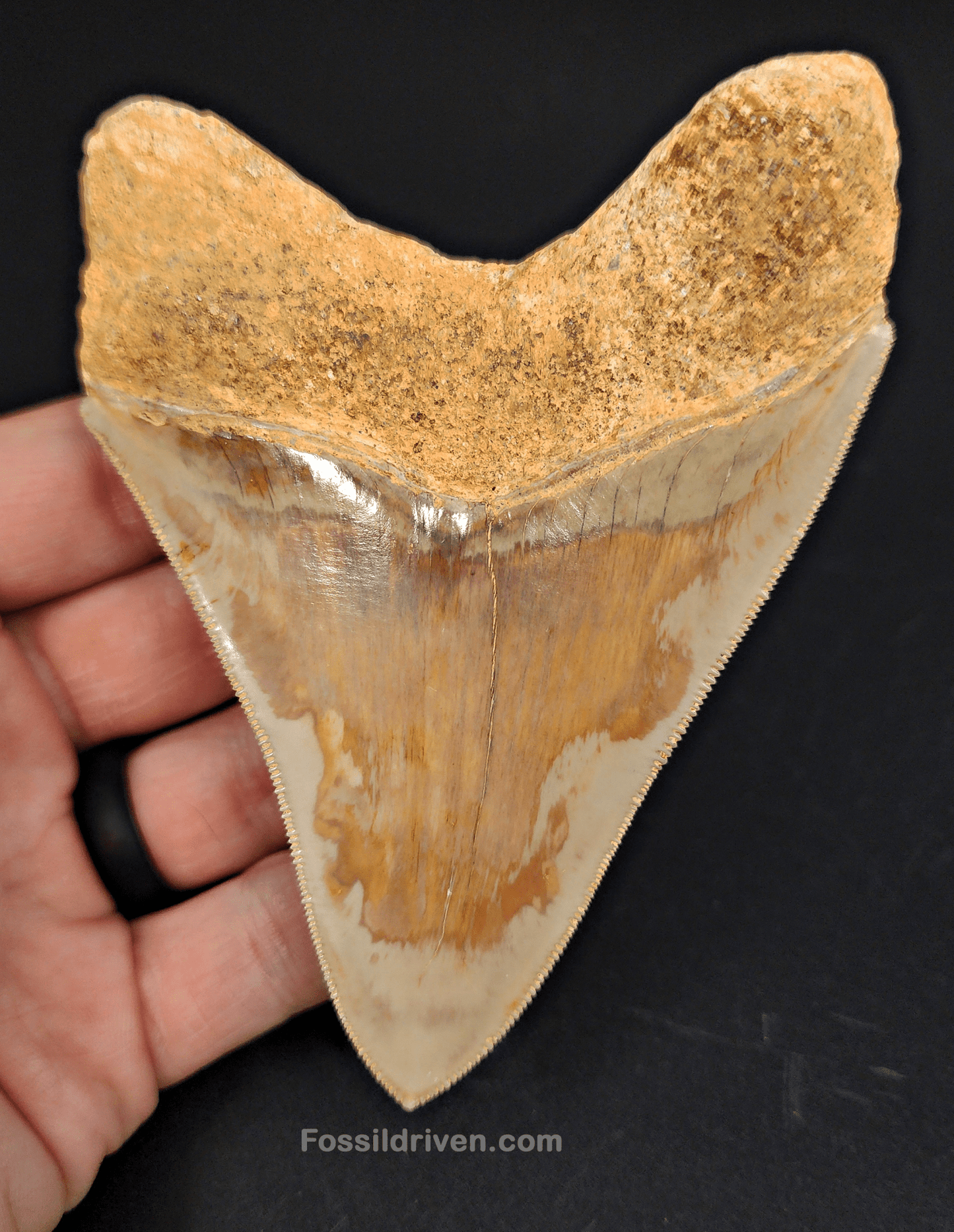 Collector Quality, 4.47" Fossil Megalodon Tooth - Indonesia - Fossil Driven