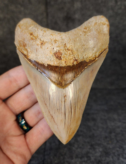 Collector Quality, 4.55" Fossil Megalodon Tooth - Indonesia - Fossil Driven