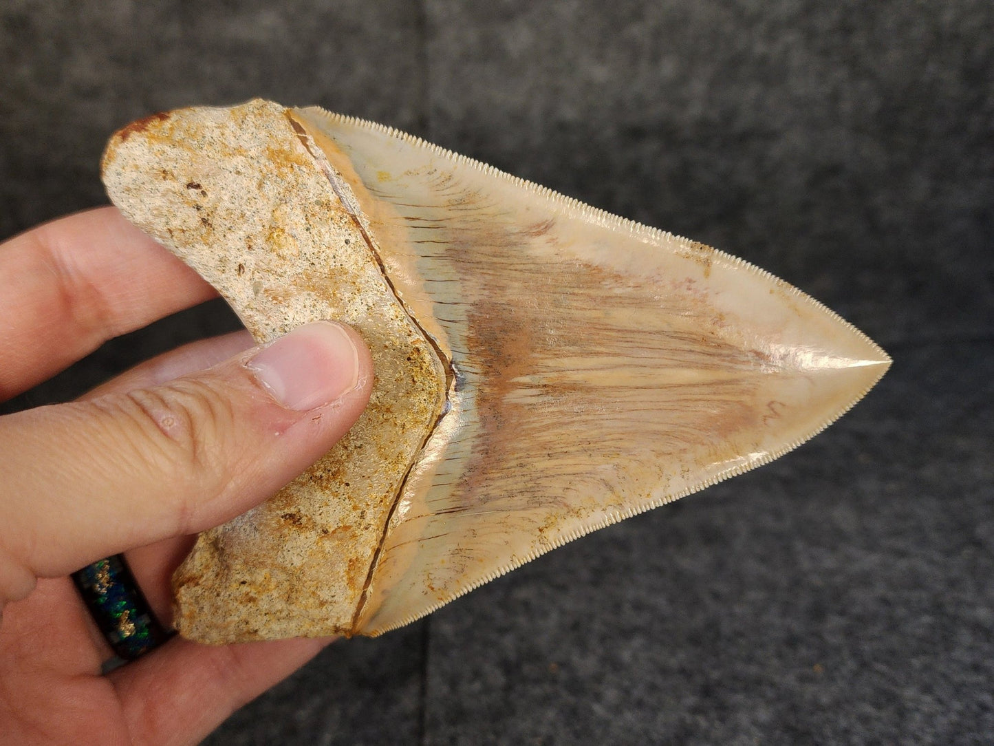 Collector Quality, 4.55" Fossil Megalodon Tooth - Indonesia - Fossil Driven