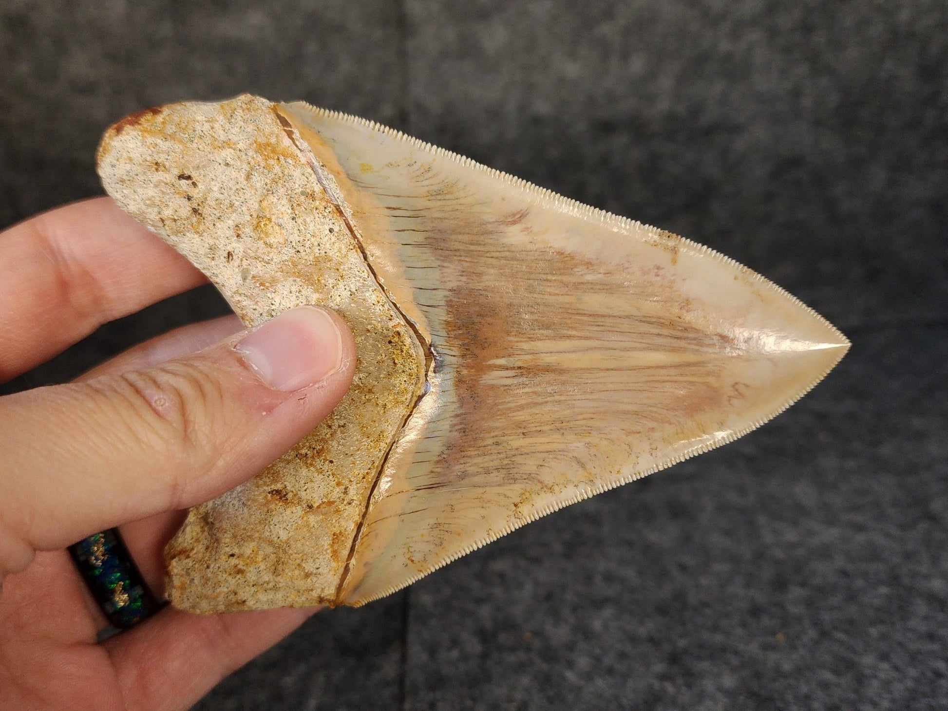 Collector Quality, 4.55" Fossil Megalodon Tooth - Indonesia - Fossil Driven