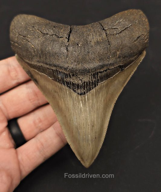 Collector-Quality, 4.55" Fossil Megalodon Tooth - Savannah, Georgia - Fossil Driven