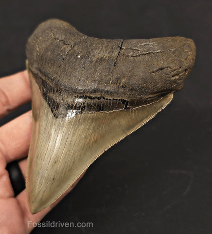 Collector-Quality, 4.55" Fossil Megalodon Tooth - Savannah, Georgia - Fossil Driven