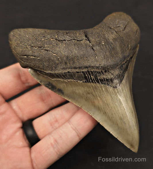 Collector-Quality, 4.55" Fossil Megalodon Tooth - Savannah, Georgia - Fossil Driven