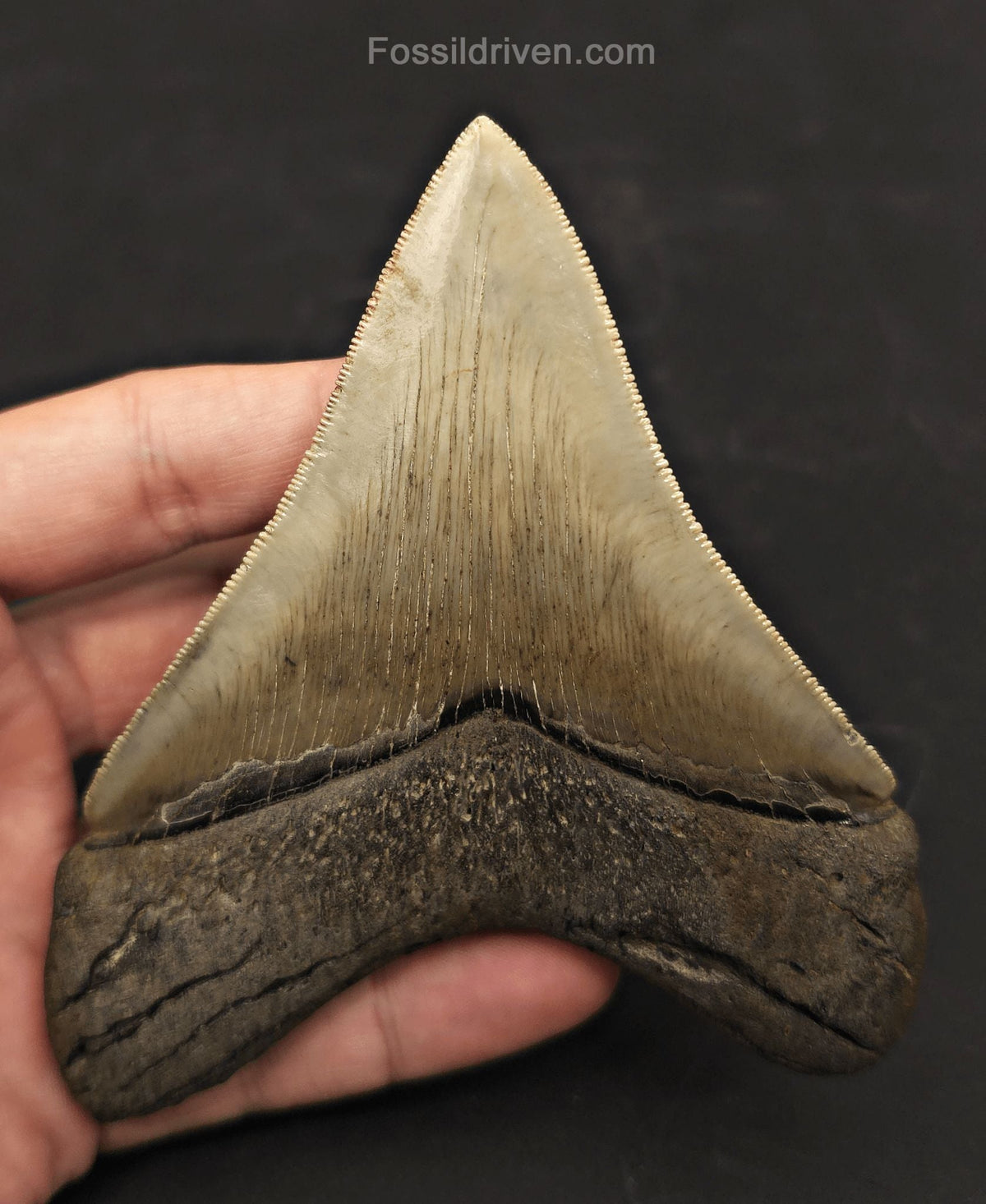 Collector-Quality, 4.55" Fossil Megalodon Tooth - Savannah, Georgia - Fossil Driven
