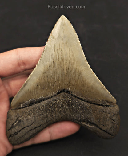 Collector-Quality, 4.55" Fossil Megalodon Tooth - Savannah, Georgia - Fossil Driven