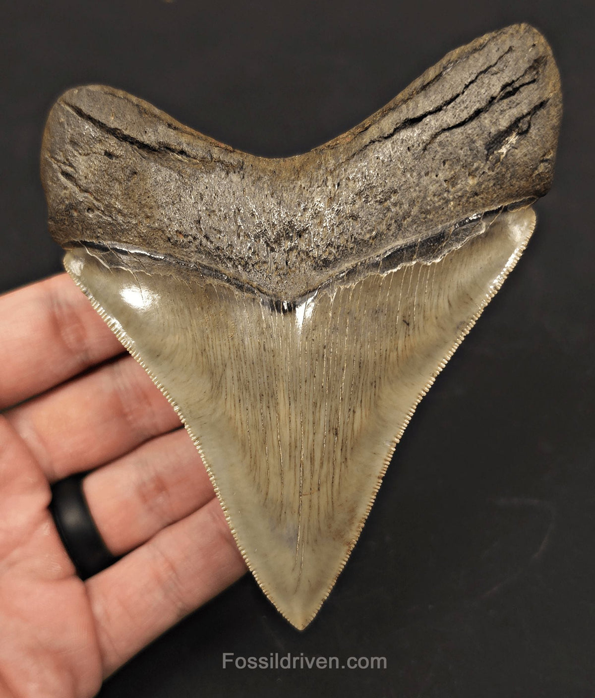 Collector-Quality, 4.55" Fossil Megalodon Tooth - Savannah, Georgia - Fossil Driven