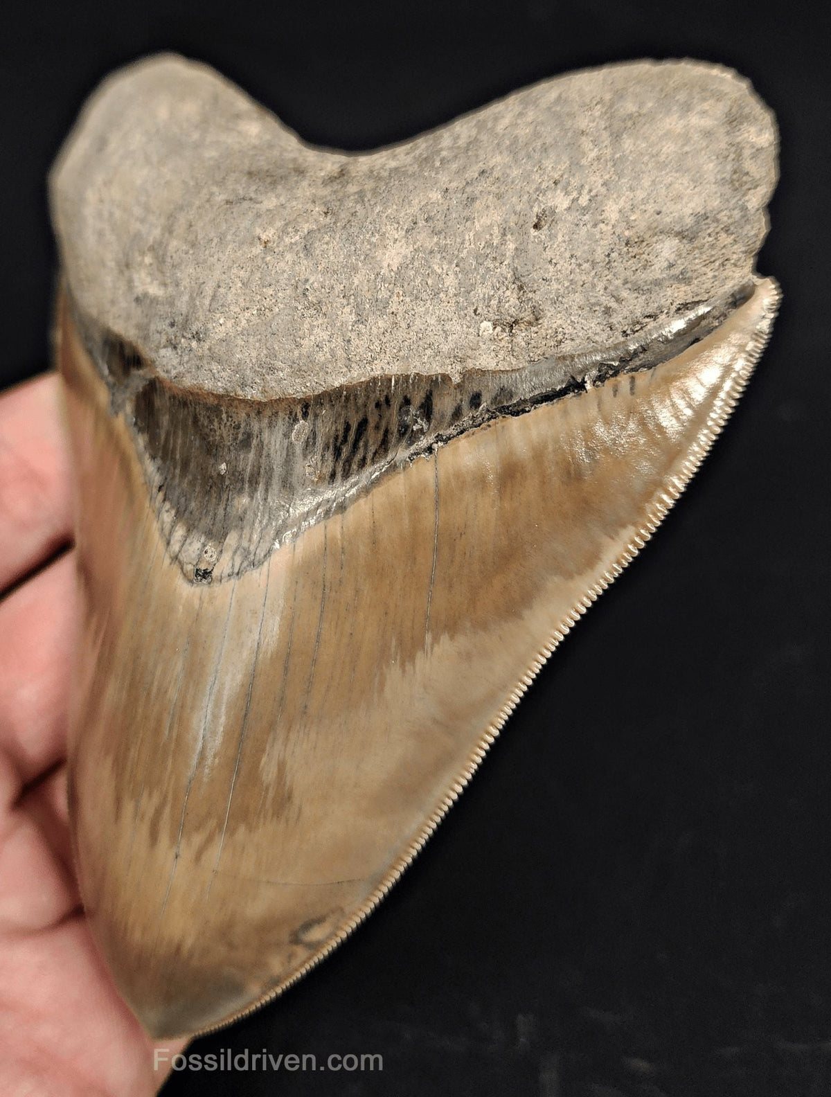 Collector-Quality, 4.58" Fossil Megalodon Tooth - Java, Indonesia - Fossil Driven