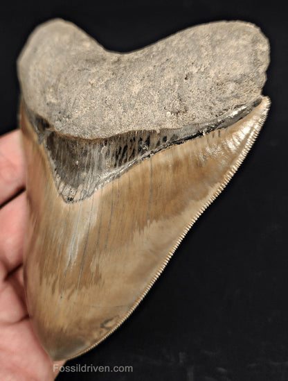 Collector-Quality, 4.58" Fossil Megalodon Tooth - Java, Indonesia - Fossil Driven