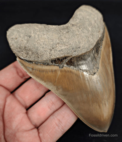 Collector-Quality, 4.58" Fossil Megalodon Tooth - Java, Indonesia - Fossil Driven