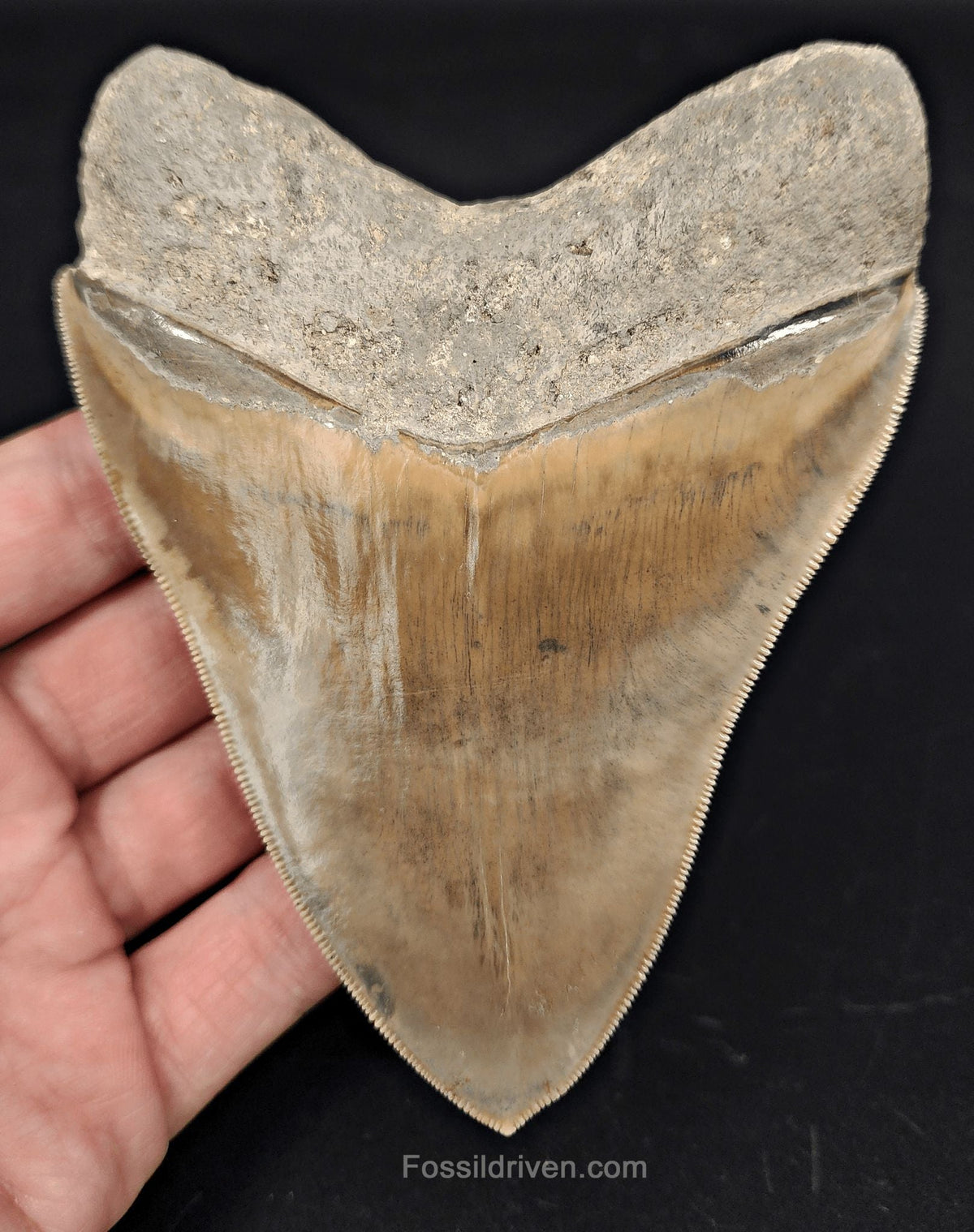 Collector-Quality, 4.58" Fossil Megalodon Tooth - Java, Indonesia - Fossil Driven