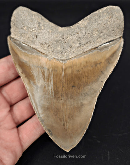 Collector-Quality, 4.58" Fossil Megalodon Tooth - Java, Indonesia - Fossil Driven