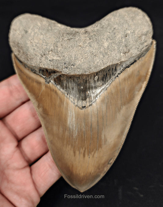 Collector-Quality, 4.58" Fossil Megalodon Tooth - Java, Indonesia - Fossil Driven
