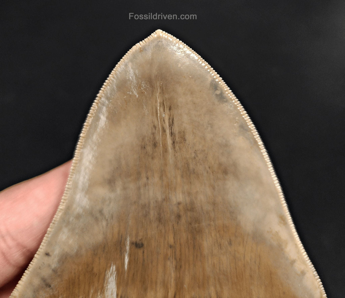 Collector-Quality, 4.58" Fossil Megalodon Tooth - Java, Indonesia - Fossil Driven