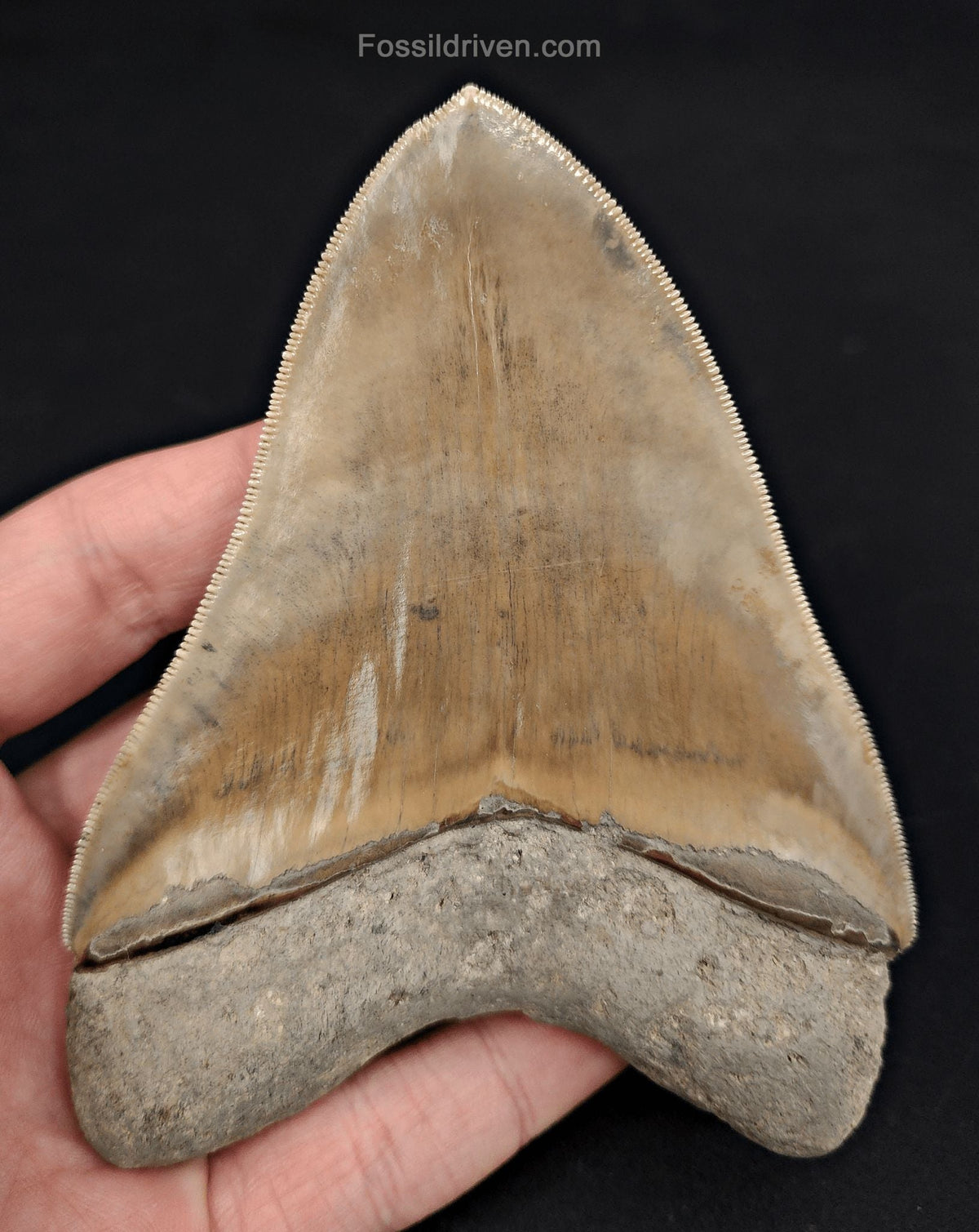 Collector-Quality, 4.58" Fossil Megalodon Tooth - Java, Indonesia - Fossil Driven