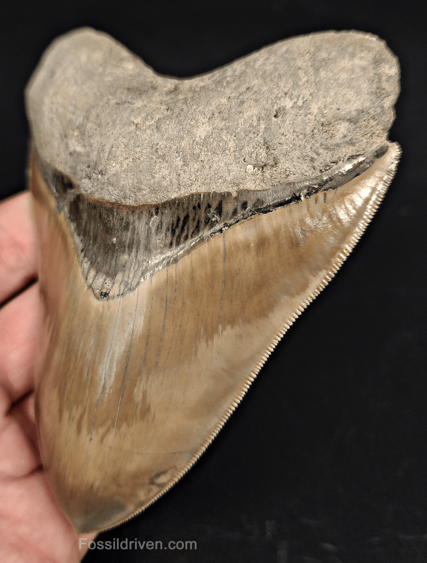 Collector - Quality 4.58" Megalodon Tooth - Indonesia - Real Fossil Shark Tooth - Fossil Driven