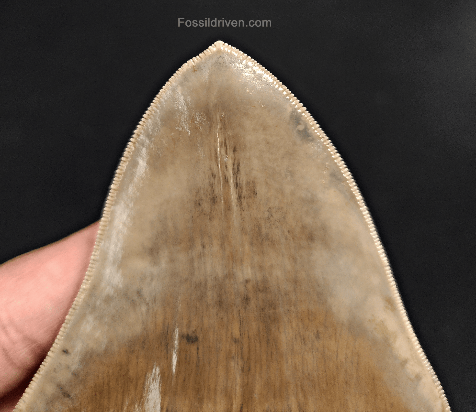 Collector - Quality 4.58" Megalodon Tooth - Indonesia - Real Fossil Shark Tooth - Fossil Driven