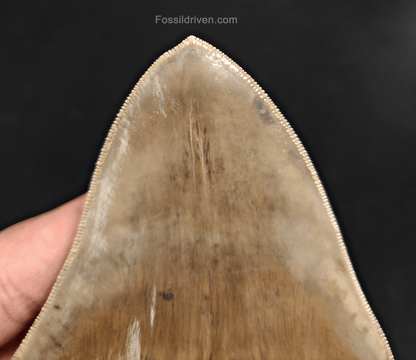 Collector - Quality 4.58" Megalodon Tooth - Indonesia - Real Fossil Shark Tooth - Fossil Driven