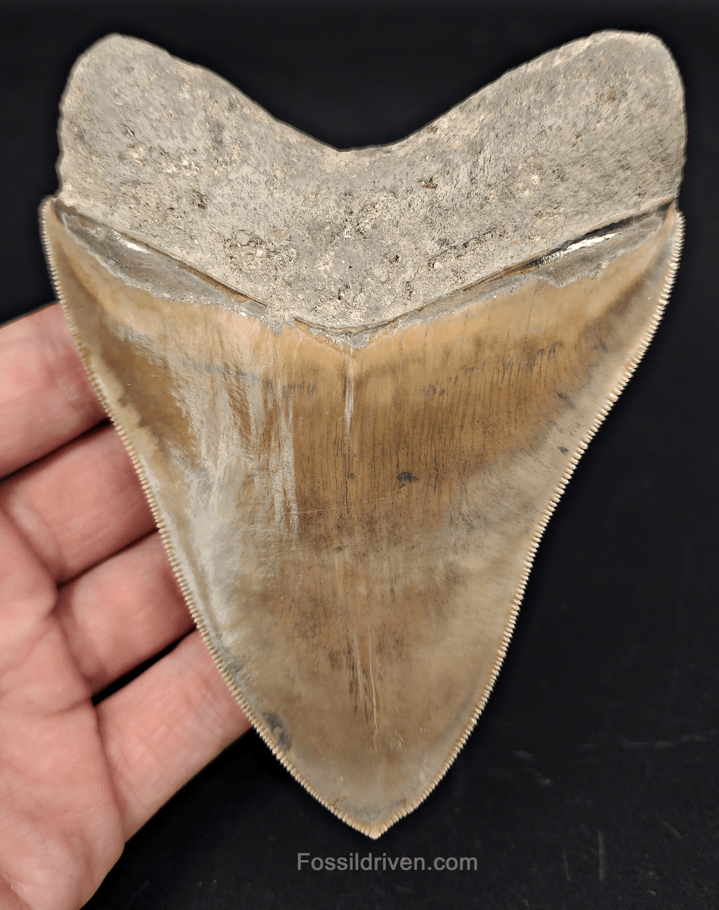 Collector - Quality 4.58" Megalodon Tooth - Indonesia - Real Fossil Shark Tooth - Fossil Driven