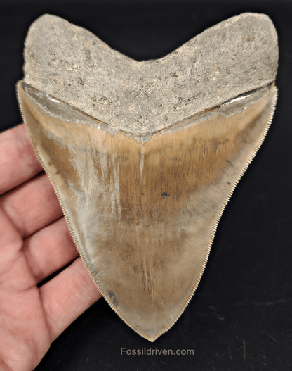 Collector - Quality 4.58" Megalodon Tooth - Indonesia - Real Fossil Shark Tooth - Fossil Driven