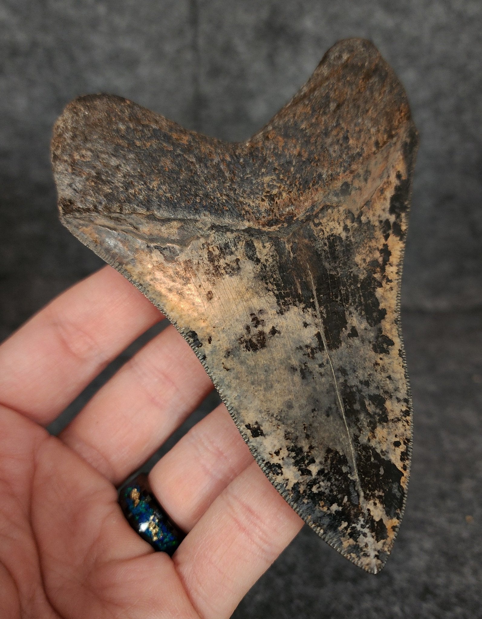 Collector Quality, 4.71" Fossil Megalodon Tooth - Virginia - Fossil Driven