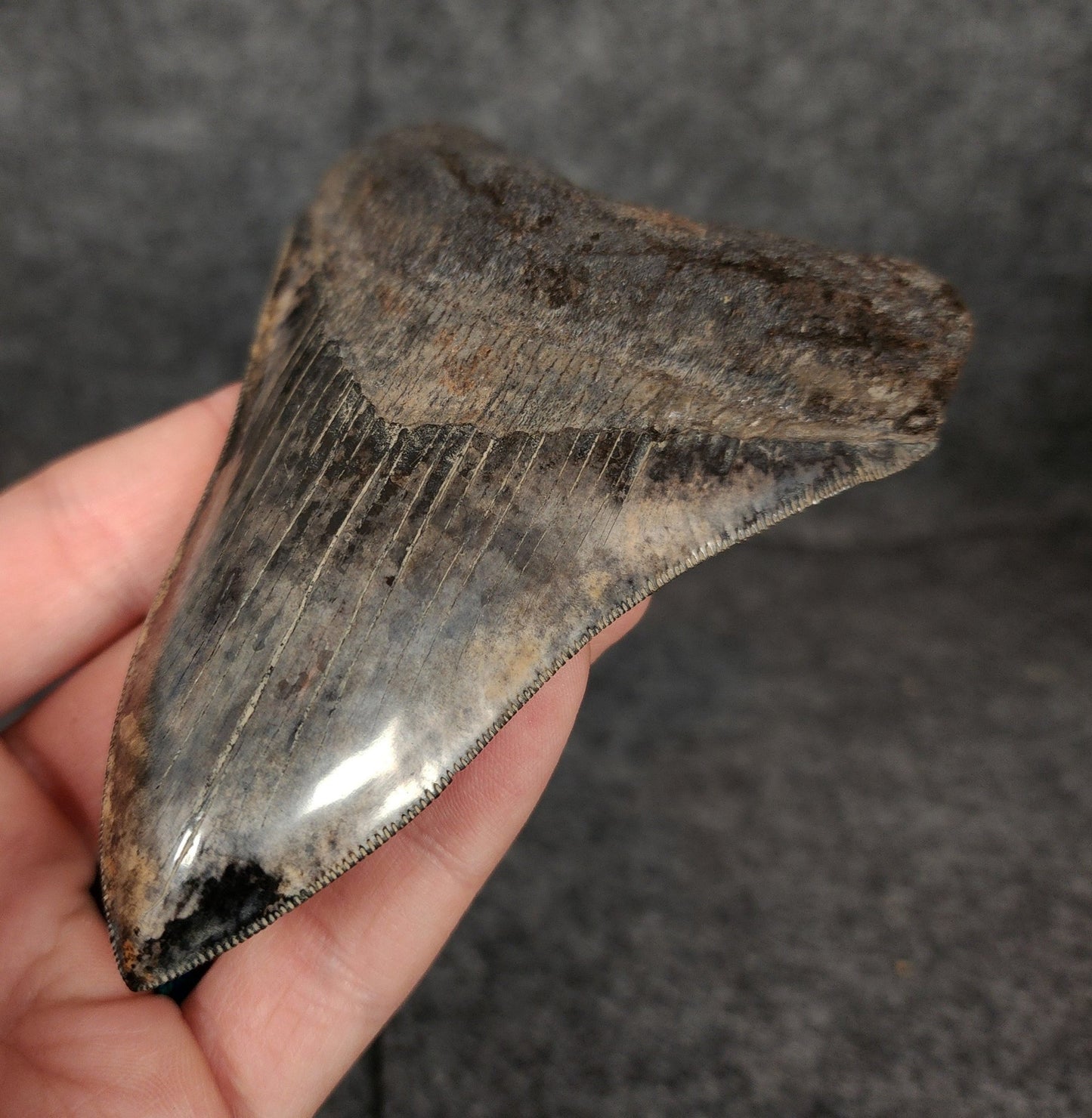 Collector Quality, 4.71" Fossil Megalodon Tooth - Virginia - Fossil Driven