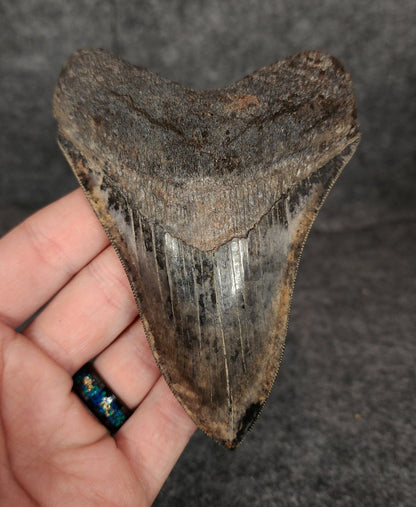 Collector Quality, 4.71" Fossil Megalodon Tooth - Virginia - Fossil Driven