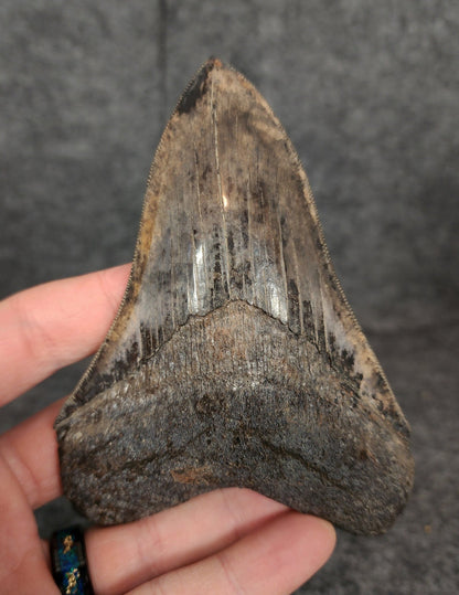 Collector Quality, 4.71" Fossil Megalodon Tooth - Virginia - Fossil Driven