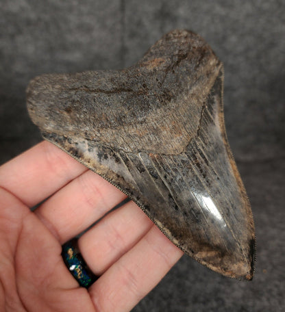 Collector Quality, 4.71" Fossil Megalodon Tooth - Virginia - Fossil Driven