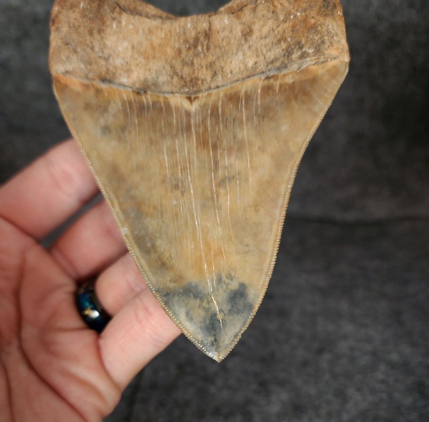 Collector Quality, 4.72" Fossil Megalodon Tooth - St. Mary's River - Fossil Driven