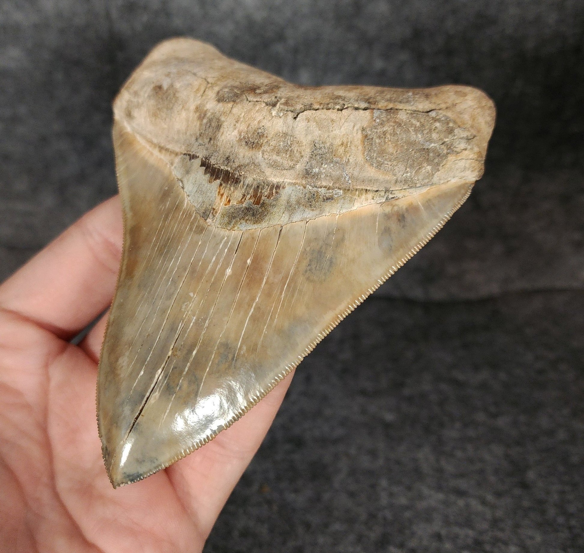 Collector Quality, 4.72" Fossil Megalodon Tooth - St. Mary's River - Fossil Driven