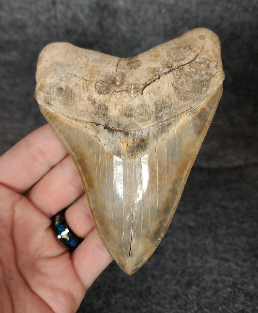 Collector Quality, 4.72" Fossil Megalodon Tooth - St. Mary's River - Fossil Driven