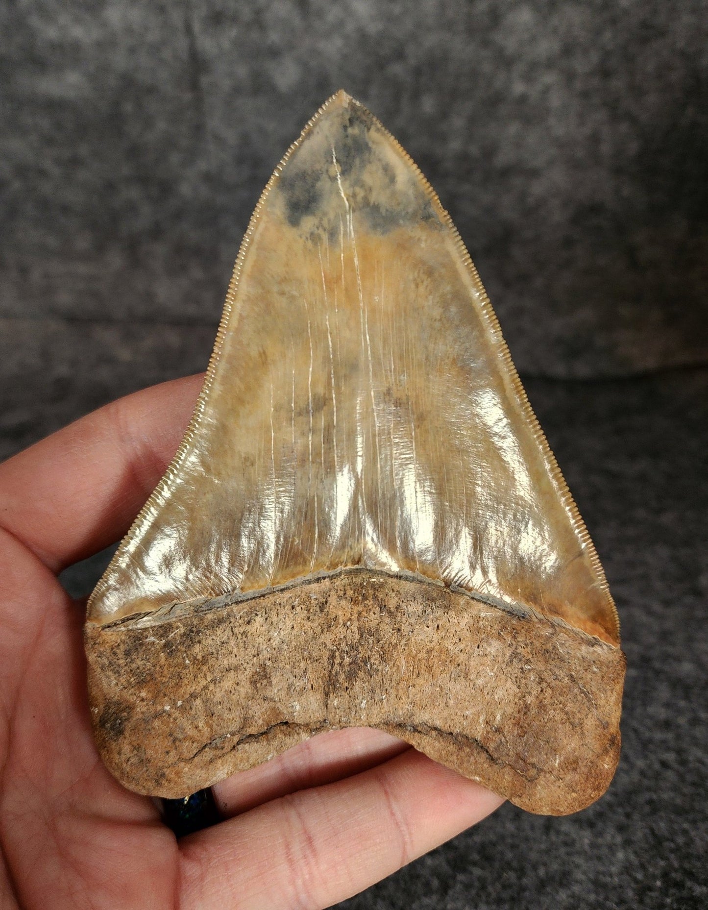 Collector Quality, 4.72" Fossil Megalodon Tooth - St. Mary's River - Fossil Driven