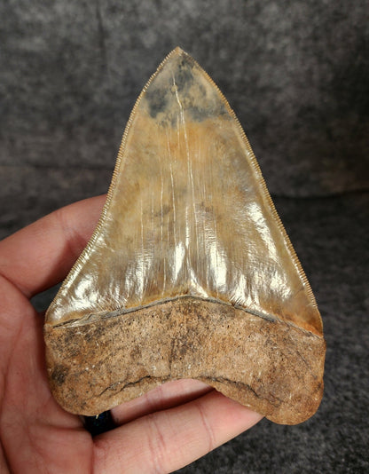 Collector Quality, 4.72" Fossil Megalodon Tooth - St. Mary's River - Fossil Driven