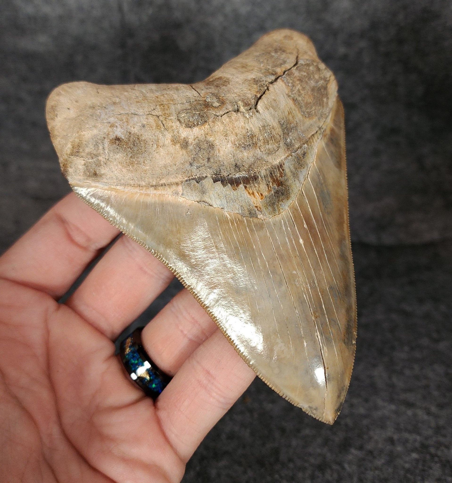 Collector Quality, 4.72" Fossil Megalodon Tooth - St. Mary's River - Fossil Driven