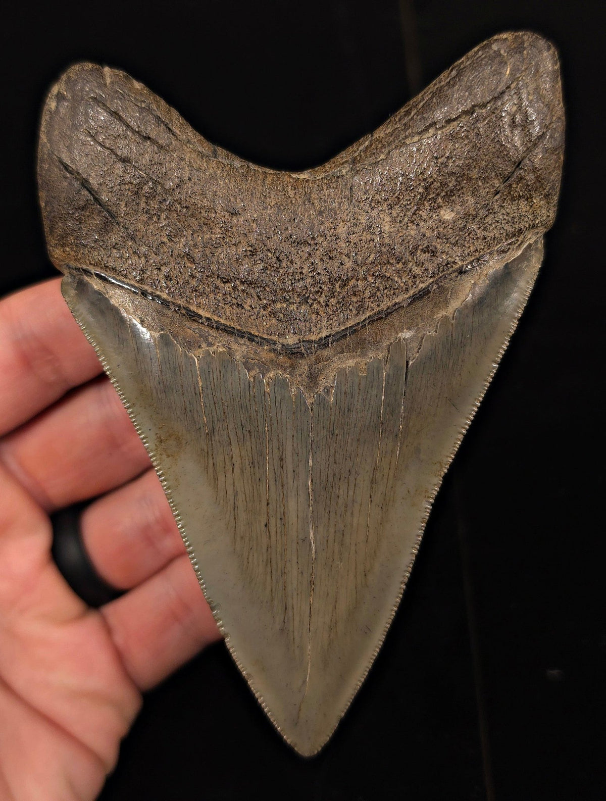 Collector-Quality, 4.75" Fossil Megalodon Tooth - Savannah, Georgia - Fossil Driven