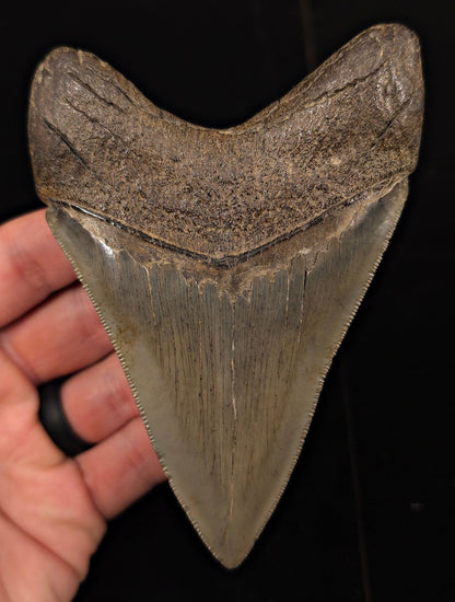 Collector-Quality, 4.75" Fossil Megalodon Tooth - Savannah, Georgia - Fossil Driven