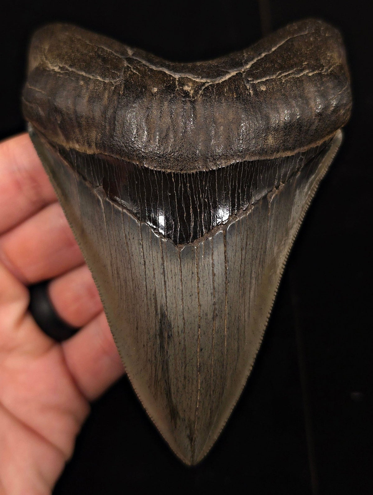Collector-Quality, 4.75" Fossil Megalodon Tooth - Savannah, Georgia - Fossil Driven