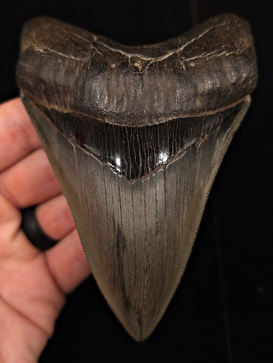 Collector-Quality, 4.75" Fossil Megalodon Tooth - Savannah, Georgia - Fossil Driven