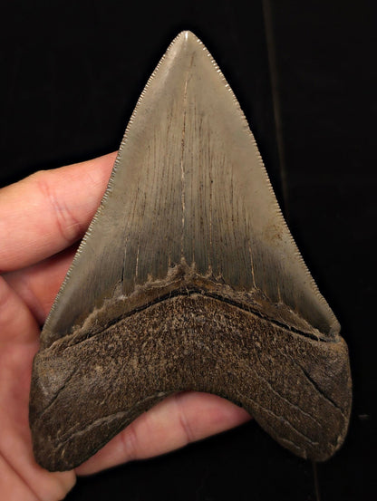 Collector-Quality, 4.75" Fossil Megalodon Tooth - Savannah, Georgia - Fossil Driven