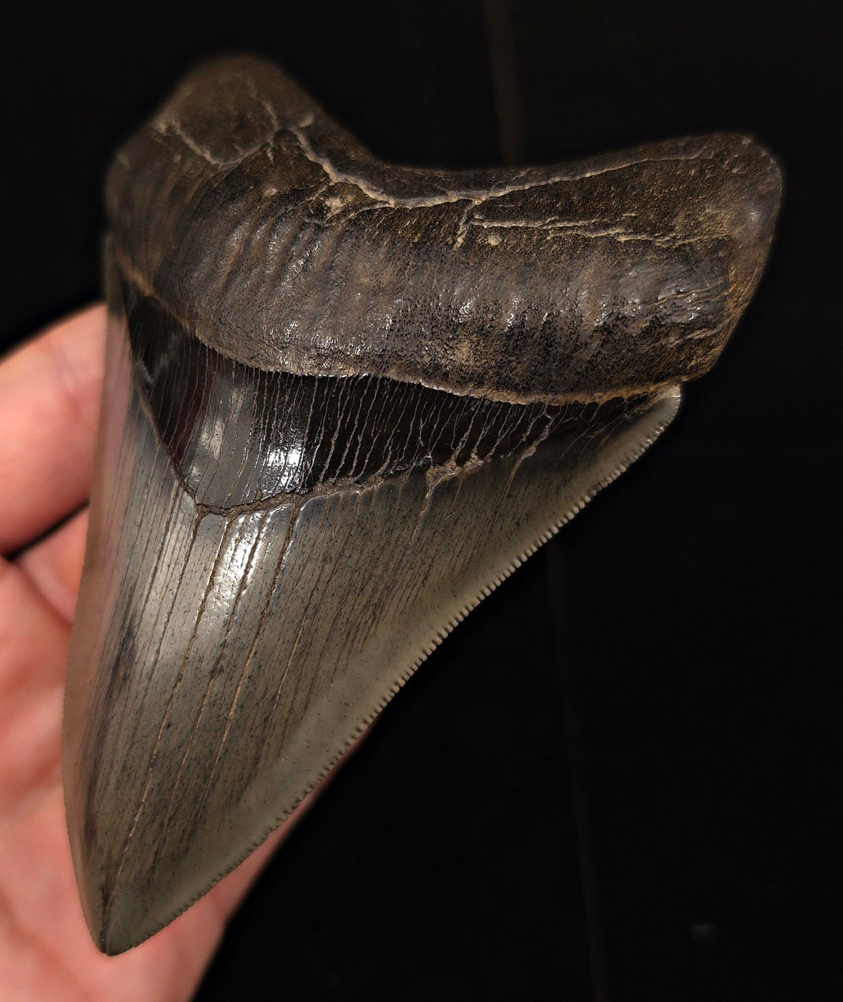 Collector-Quality, 4.75" Fossil Megalodon Tooth - Savannah, Georgia - Fossil Driven