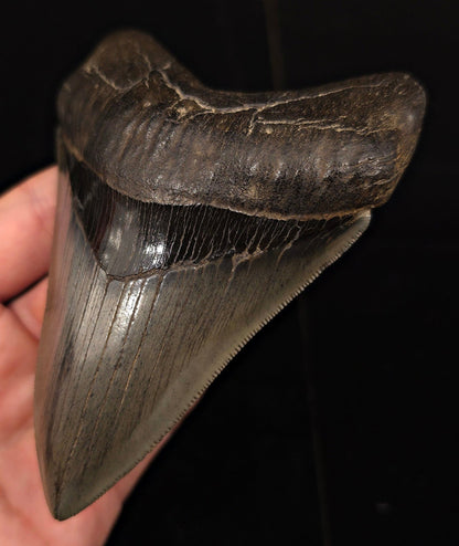 Collector-Quality, 4.75" Fossil Megalodon Tooth - Savannah, Georgia - Fossil Driven